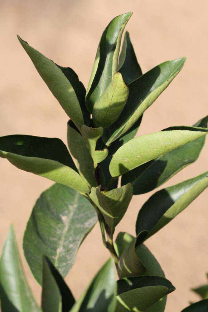              Sun leaves (Riverside, CA)       